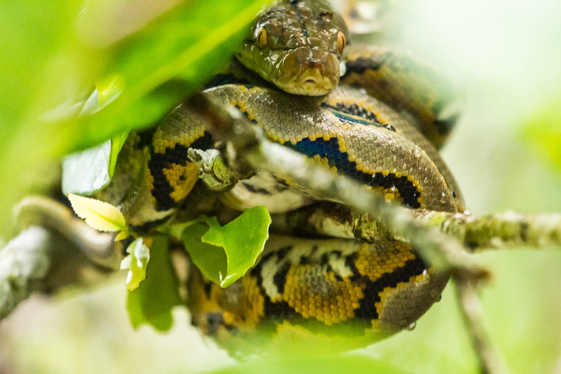 REPTILES & AMPHIBIANS | photogravy